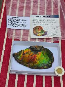 Ammolite fossil, Alberta Gem Stone
