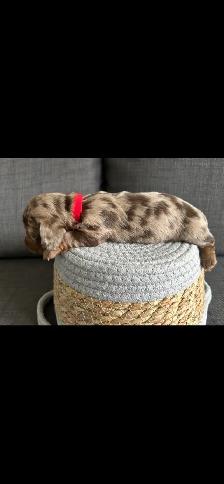 dachshund puppies/bébé Teckel