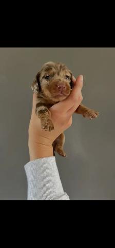 dachshund puppies/bébé Teckel - Photo 2
