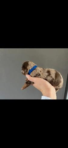 dachshund puppies/bébé Teckel - Photo 3