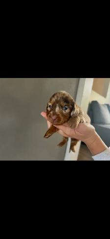 dachshund puppies/bébé Teckel - Photo 4