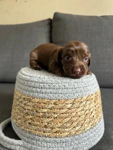 dachshund puppies/bébé Teckel - Photo 5
