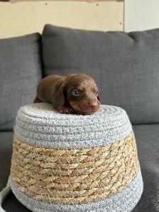 dachshund puppies/bébé Teckel - Photo 6