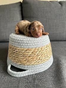 dachshund puppies/bébé Teckel - Photo 7