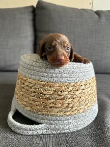 dachshund puppies/bébé Teckel - Photo 8
