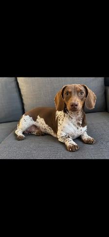 dachshund puppies/bébé Teckel - Photo 9