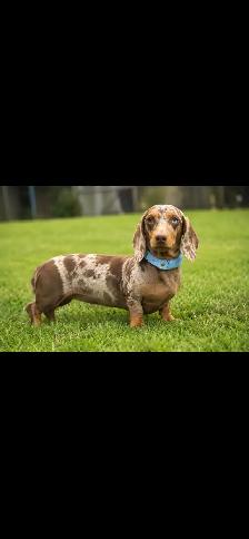 dachshund puppies/bébé Teckel - Photo 10