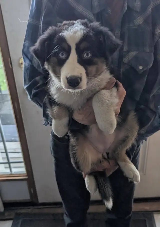 Black Tri female Australian Shepherd with blue eyes