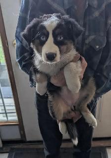 Black Tri female Australian Shepherd with blue eyes