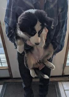 Black Tri female Australian Shepherd with blue eyes - Photo 2