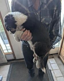 Black Tri female Australian Shepherd with blue eyes - Photo 3