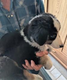 Black Tri female Australian Shepherd with blue eyes - Photo 4