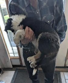Black Tri female Australian Shepherd with blue eyes - Photo 5
