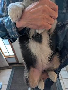 Black Tri female Australian Shepherd with blue eyes - Photo 6