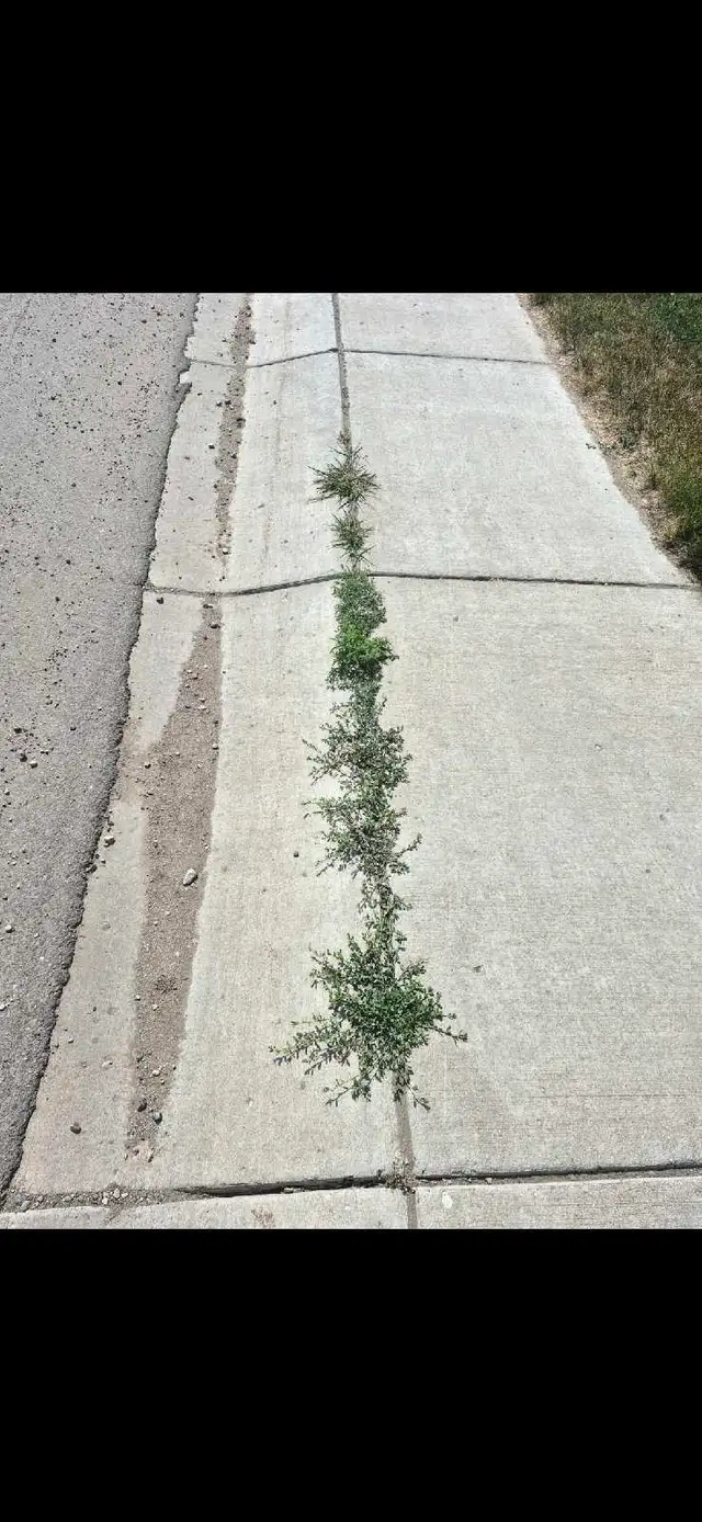weed control service