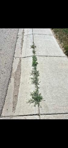 weed control service