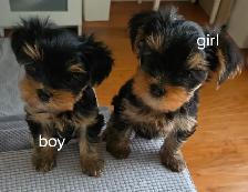 Purebred Yorkie Puppies - 1 Male & 1 Female - Ready Aug 24