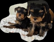 Purebred Yorkie Puppies - 1 Male & 1 Female - Ready Aug 24 - Photo 2