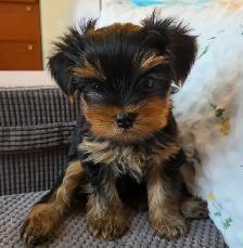 Purebred Yorkie Puppies - 1 Male & 1 Female - Ready Aug 24 - Photo 3