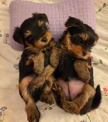 Purebred Yorkie Puppies - 1 Male & 1 Female - Ready Aug 24 - Photo 4