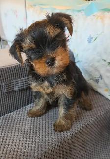 Purebred Yorkie Puppies - 1 Male & 1 Female - Ready Aug 24 - Photo 5
