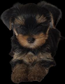 Purebred Yorkie Puppies - 1 Male & 1 Female - Ready Aug 24 - Photo 6