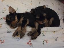 Purebred Yorkie Puppies - 1 Male & 1 Female - Ready Aug 24 - Photo 7