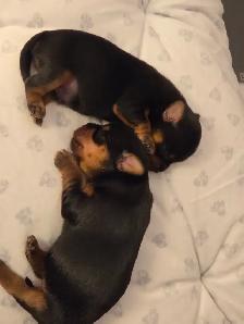 Purebred Yorkie Puppies - 1 Male & 1 Female - Ready Aug 24 - Photo 8