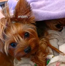 Purebred Yorkie Puppies - 1 Male & 1 Female - Ready Aug 24 - Photo 9