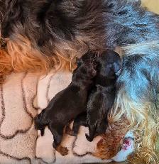 Purebred Yorkie Puppies - 1 Male & 1 Female - Ready Aug 24 - Photo 10