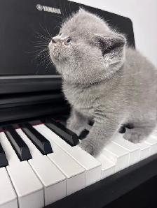 Bonny – chaton mâle British Shorthair disponible