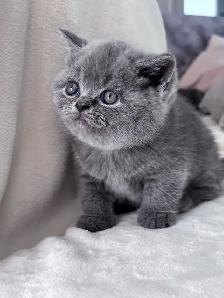 Bonny – chaton mâle British Shorthair disponible - Photo 3