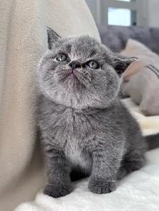 Bonny – chaton mâle British Shorthair disponible - Photo 4