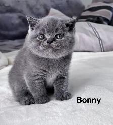 Bonny – chaton mâle British Shorthair disponible - Photo 5