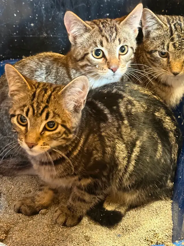 Three Lovely Tabby Kittens Looking for Loving Homes