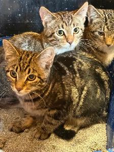 Three Lovely Tabby Kittens Looking for Loving Homes