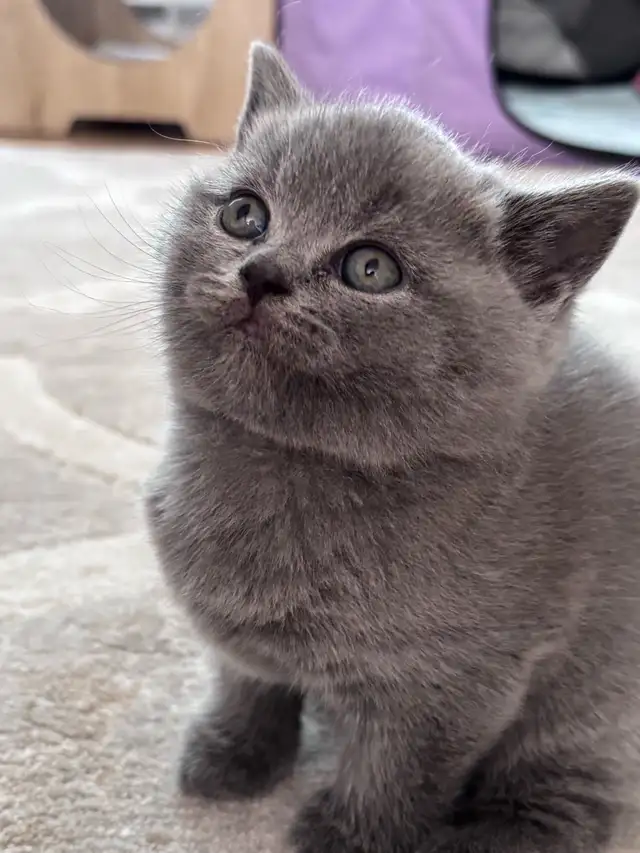 Serge – chaton mâle British Shorthair bleu