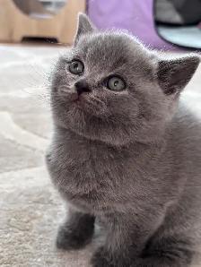 Serge – chaton mâle British Shorthair bleu
