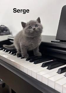 Serge – chaton mâle British Shorthair bleu - Photo 2