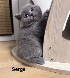 Serge – chaton mâle British Shorthair bleu - Photo 3
