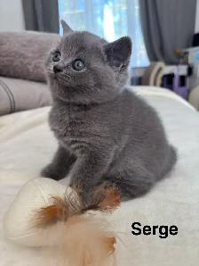 Serge – chaton mâle British Shorthair bleu - Photo 4