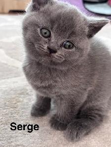 Serge – chaton mâle British Shorthair bleu - Photo 5