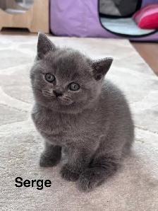 Serge – chaton mâle British Shorthair bleu - Photo 6