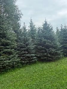 Trees For Sale