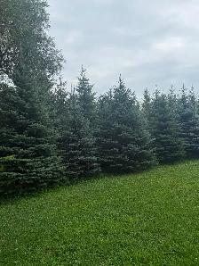 Trees For Sale - Photo 2