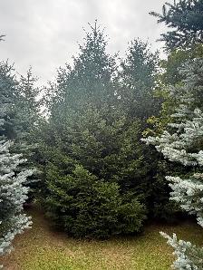 Trees For Sale - Photo 3