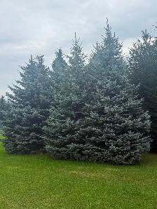 Trees For Sale - Photo 4