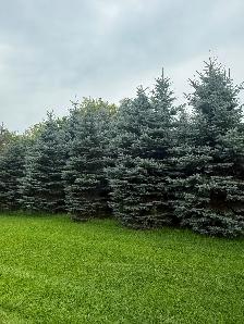 Trees For Sale - Photo 5