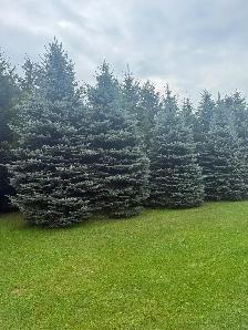 Trees For Sale - Photo 6