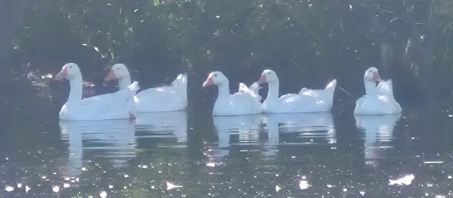 Embden Geese & Gander for sale